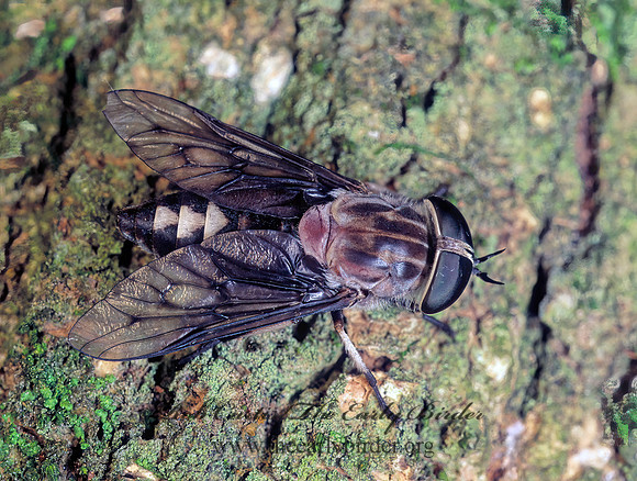 Tabanus trimaculatus  HORSE FLY 174933z