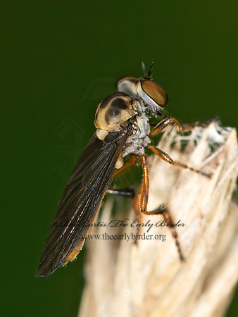 Holcocephala  TRIGONOMINAE ROBBER FLY 9040204z