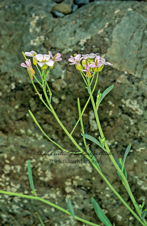 Arabidopsis lyrata kamchatica  LYRELEAF ROCKCRESS 242623z