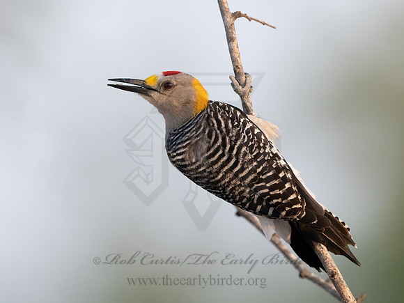 Melanerpes aurifrons  GOLDEN-FRONTED WOODPECKER 3034015z