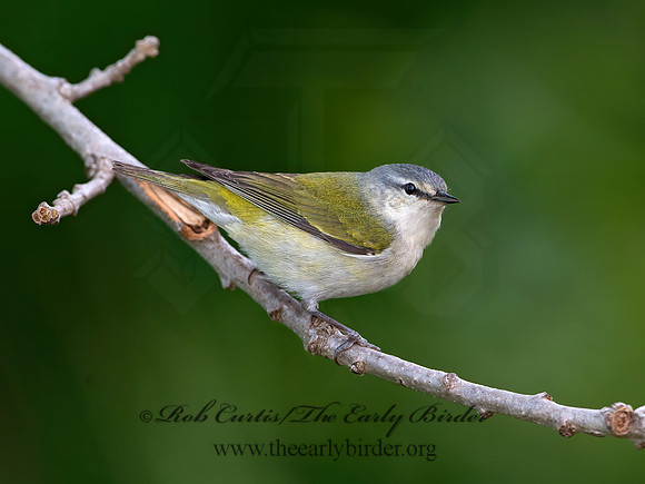 Leiothlypis peregrina  TENNESSEE WARBLER 9038981z