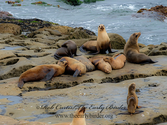 Zalophus californianus  CALIFORNIA SEA LION 9055549z