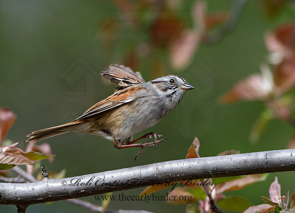 Melospiza georgiana  SWAMP SPARROW 9042965z