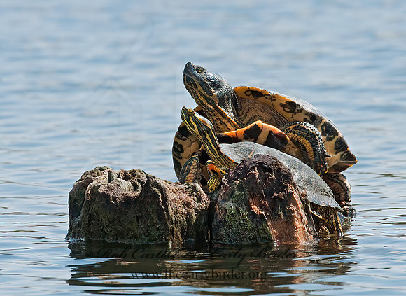 Trachemys scripta elegans  RED EARED SLIDER  3007170z