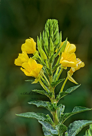 Oenothera biennis  COMMON EVENING PRIMROSE 285518z