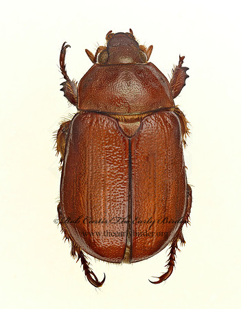 Parabyrsopolis chihuahuae  RUTELINI SCARAB 9019693z