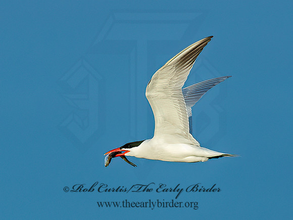 Sterna caspia  CASPIAN TERN 9063211z