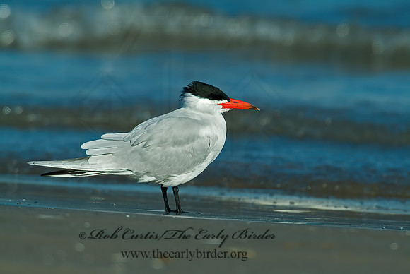 Hydroprogne caspia  CASPIAN TERN 4000419z