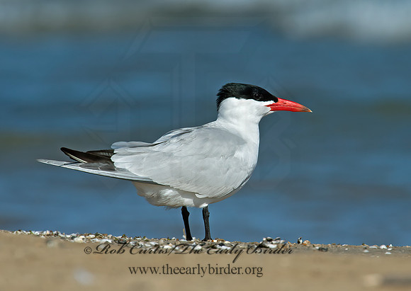 Hydroprogne caspia  CASPIAN TERN 9001993z