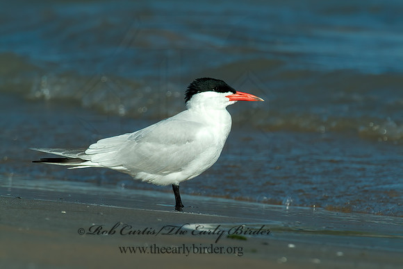 Hydroprogne caspia  CASPIAN TERN 4000423z