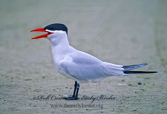Hydroprogne caspia  CASPIAN TERN 48909z