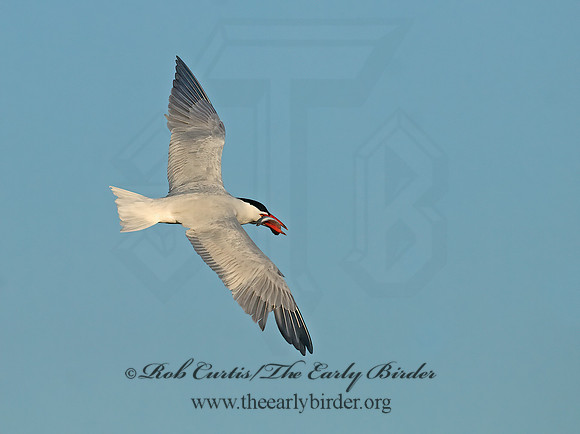 Hydroprogne caspia  CASPIAN TERN 7014426z