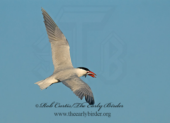 Hydroprogne caspia  CASPIAN TERN 7014427z