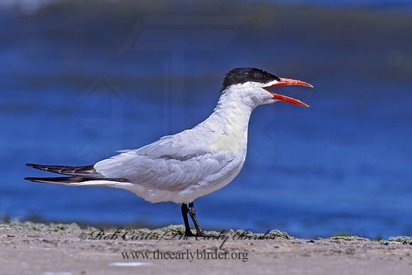 Hydroprogne caspia  CASPIAN TERN 292334z