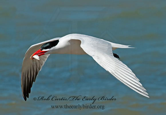 Hydroprogne caspia  CASPIAN TERN 3008207z