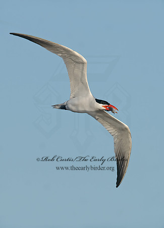 Hydroprogne caspia  CASPIAN TERN 7014437z