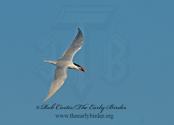 Hydroprogne caspia  CASPIAN TERN 7014446z