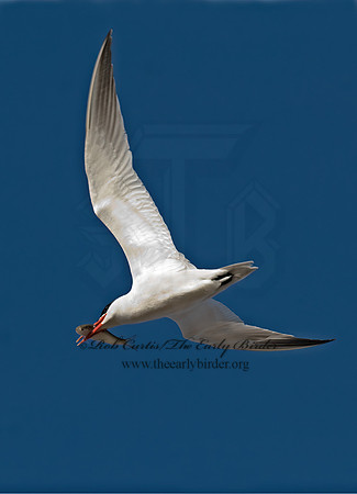 Hydroprogne caspia  CASPIAN TERN 7014450z