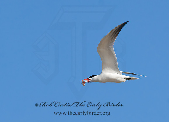 Hydroprogne caspia  CASPIAN TERN 7014457z