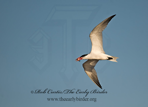 Hydroprogne caspia  CASPIAN TERN 8002673z