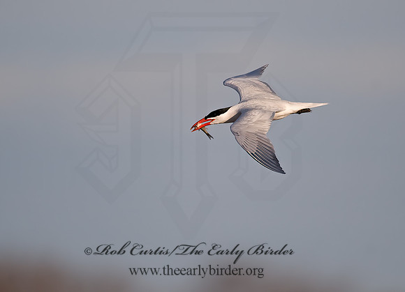Hydroprogne caspia  CASPIAN TERN 8002677z
