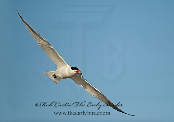 Hydroprogne caspia  CASPIAN TERN 8002684z