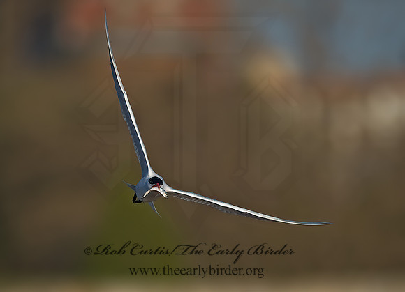 Hydroprogne caspia  CASPIAN TERN 8002693z