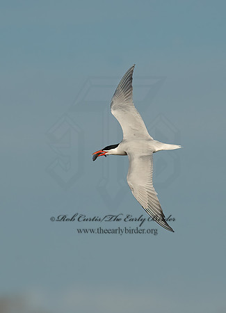 Hydroprogne caspia  CASPIAN TERN 8002734z