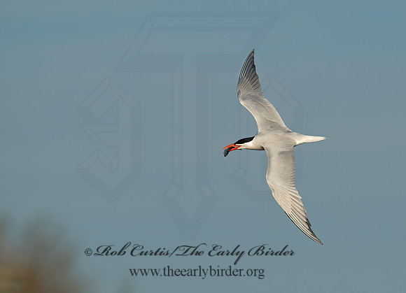 Hydroprogne caspia  CASPIAN TERN 8002735z