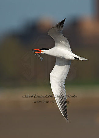 Hydroprogne caspia  CASPIAN TERN 8002738z