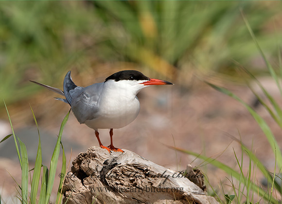 Sterna hirundo  COMMON TERN 9034366z