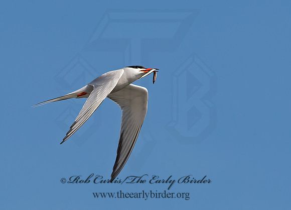 Sterna hirundo  COMMON TERN 9034505z