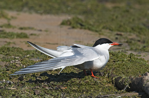 Sterna hirundo  COMMON TERN 8003770z