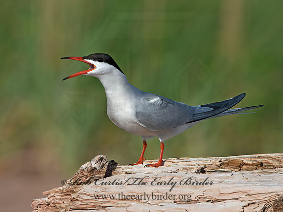 Sterna hirundo  COMMON TERN 9034700z