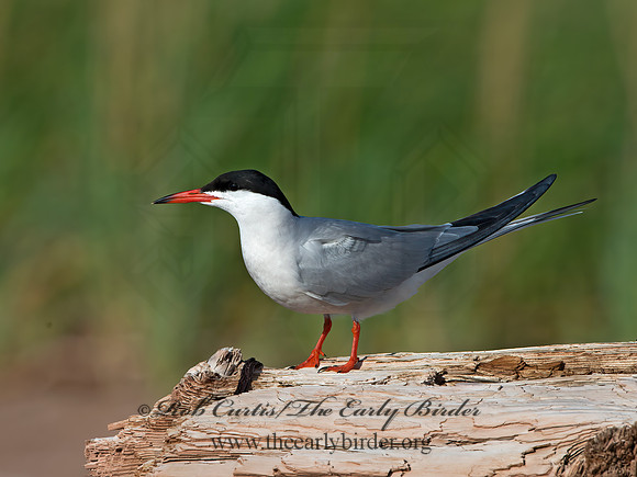 Sterna hirundo  COMMON TERN 9034703z