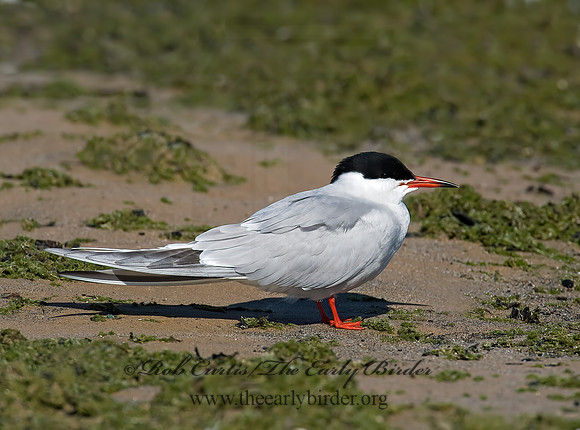 Sterna hirundo  COMMON TERN 8003778z