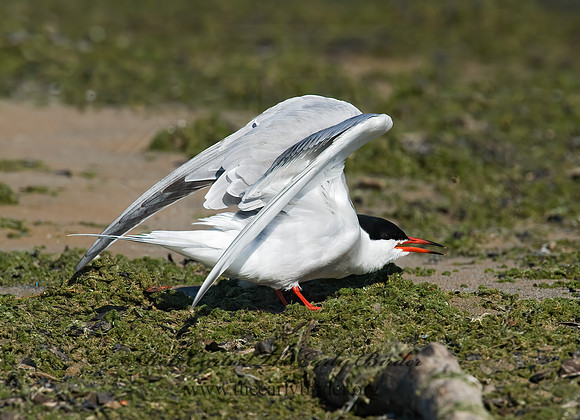 Sterna hirundo  COMMON TERN 8003774z