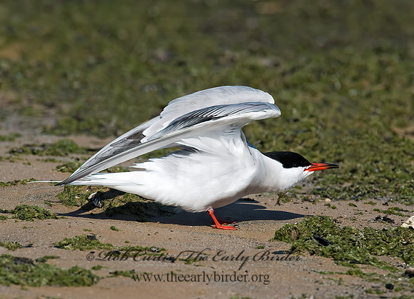 Sterna hirundo  COMMON TERN 8003786z