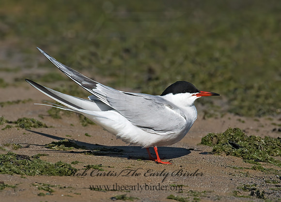 Sterna hirundo  COMMON TERN 8003781z