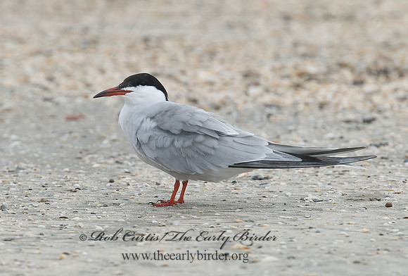 Sterna hirundo  COMMON TERN 7004394z