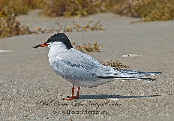 Sterna hirundo  COMMON TERN 7004478z