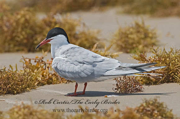 Sterna hirundo  COMMON TERN 7004486z