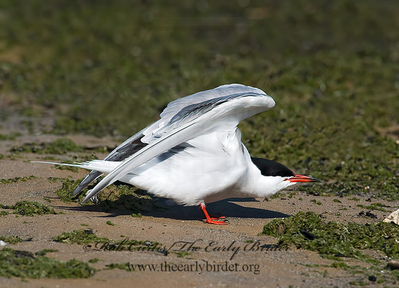 Sterna hirundo  COMMON TERN 8003789z