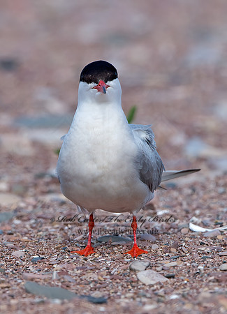 Sterna hirundo  COMMON TERN 9034341z