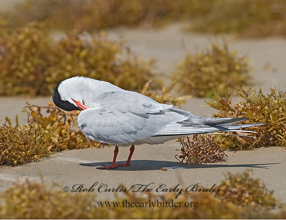 Sterna hirundo  COMMON TERN 7004487z