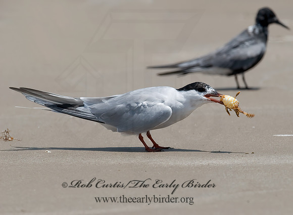 Sterna hirundo  COMMON TERN 7004530z