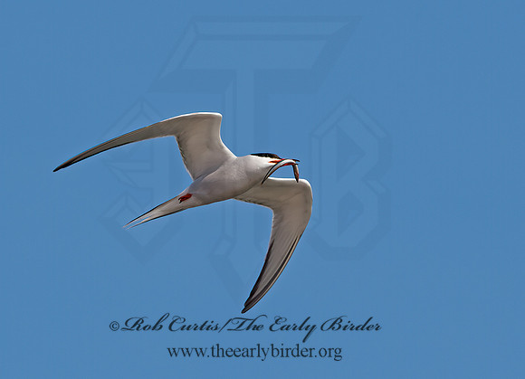 Sterna hirundo  COMMON TERN 9034500z