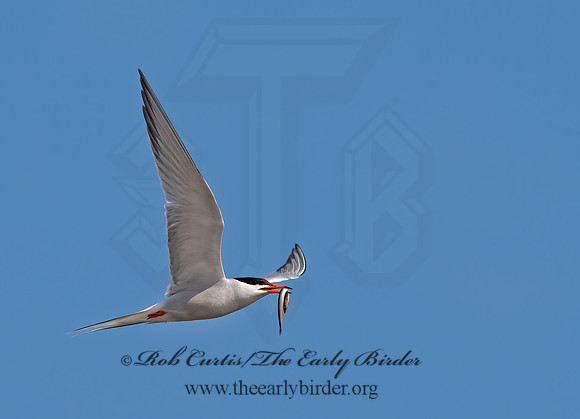 Sterna hirundo  COMMON TERN 9034501z