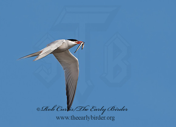 Sterna hirundo  COMMON TERN 9034502z