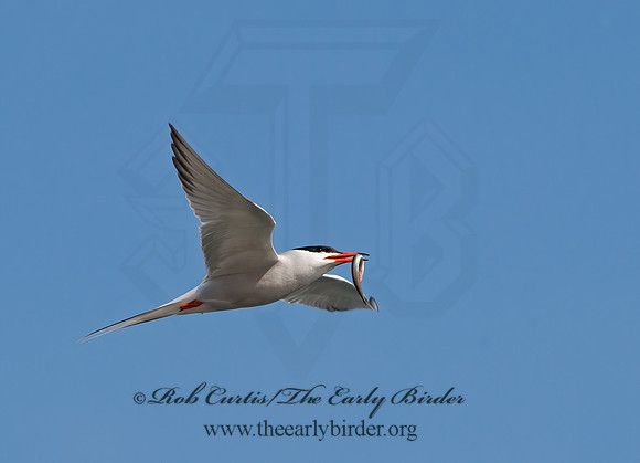 Sterna hirundo  COMMON TERN 9034504z